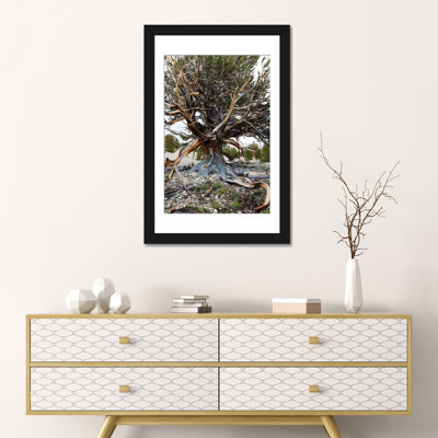 " Ancient Bristlecone Pine Forest, White Mountains, Inyo County, California, USA III "