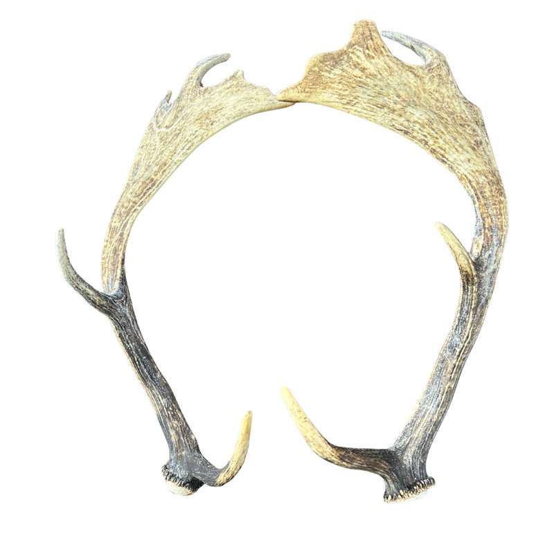 Real Fallow Deer Antler Set