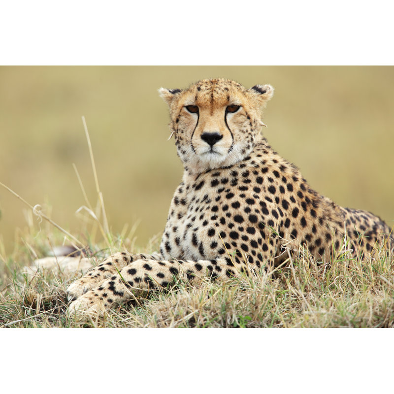 Cheetah Portrait - Wrapped Canvas Print, 20cm H x 30cm W x 3.8cm D