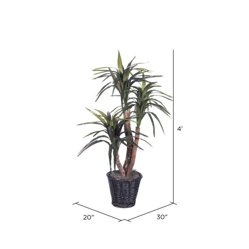 Arbre marginata dans un panier