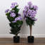 Lilas en pot - moyen-1640272751