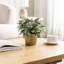 24.89cm Faux Eucalyptus Plant in Concrete Pot