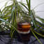 Verres à boire America's 20s DOF-92541384