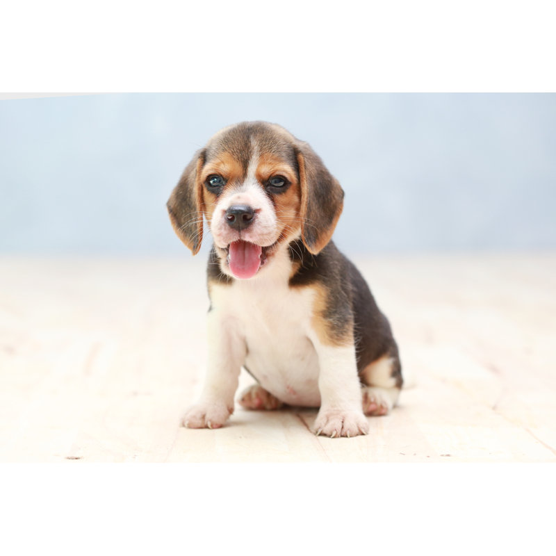 «Cute Beagle Puppy» par Thanawath Seangsuriyapone - photographie sur toile tendue, L 12 po x H 8 po