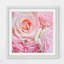 « rose roses » par sylvia cook, reproduction d’art encadrée-19626185