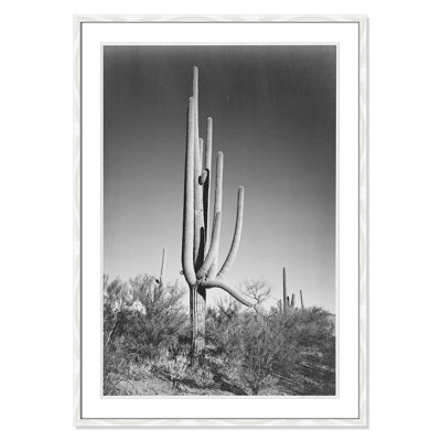 Saguaro National Monument Print by Ansel Adams