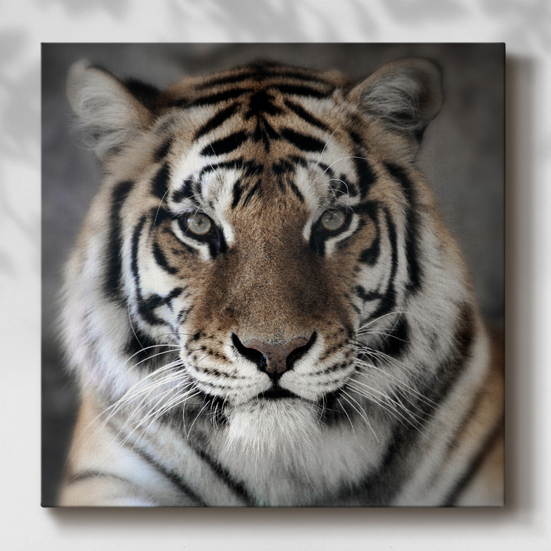 " Intimate Tiger ", 32" H x 32" W x 1.5" D