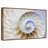 Empty Nautilus Shell-1869004406-1869004411