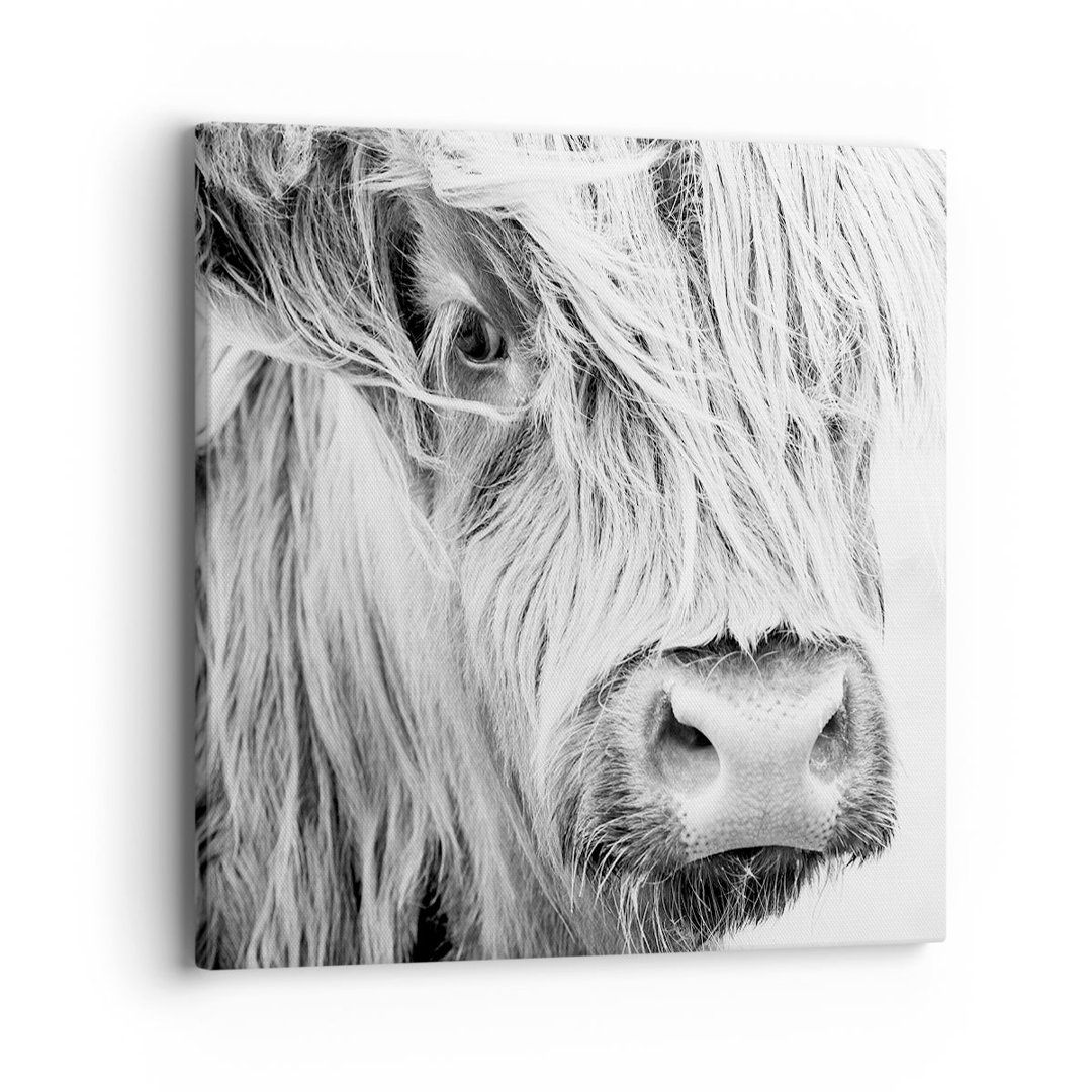 Leinwandbild Cow Scotch Animal