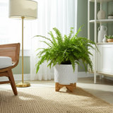Modern Ceramic Planter with Wooden Stand - Stylish Textured Design, Contemporary Home Decor Accent, Durable Stoneware Construction, Sleek and Minimalist Look for Indoor Spaces