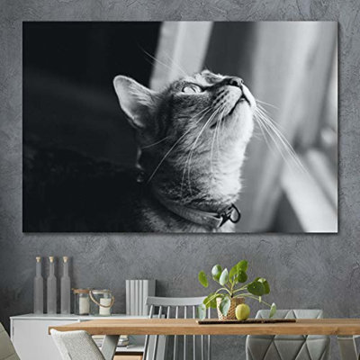 " Black And White Cat Looking Up "