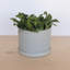 Pot à fleurs rond intérieur / extérieur en plastique moderne avec soucoupe-1927843351-1933896411