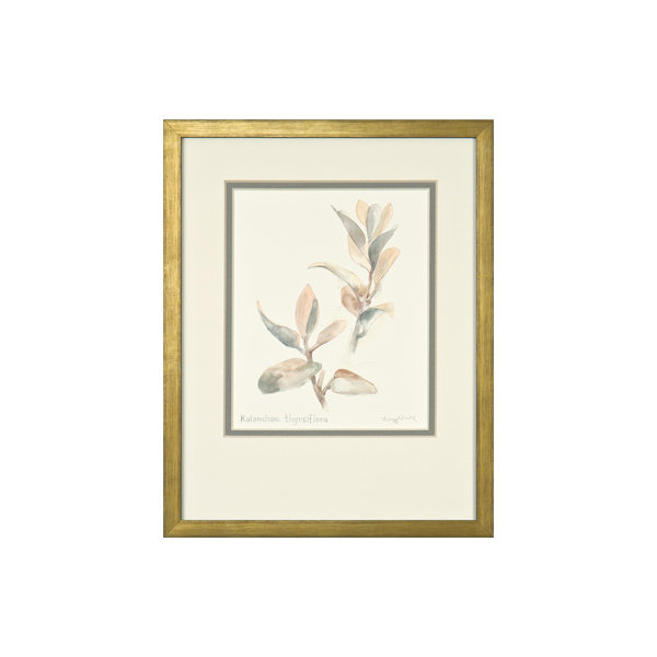Kalanchoe Thyrsiflora par Daughdrill - peinture encadrée
