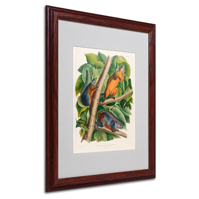 «Red-Bellied Squirrel» par John James Audubon - reproduction d'art sur toile, H 20 po x l 16 po x P 0,5 po, Brun