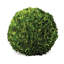 Preserved Greens Topiary, Hedge Plant in-1214296197