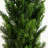 Mini Cedar Pine Silk Tree