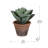 Faux Succulent Plant