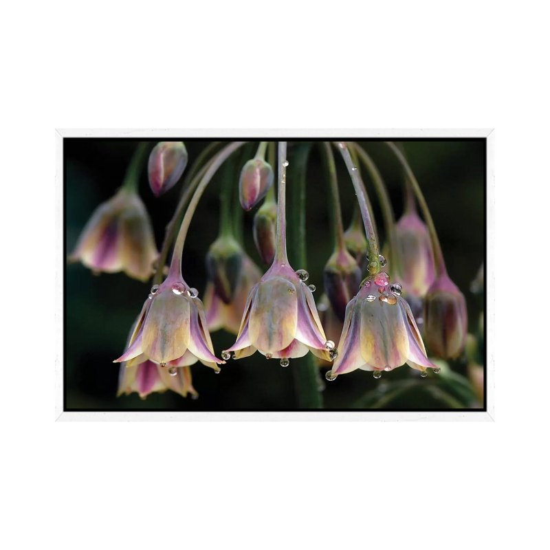 Dew Bells 1 Piece Wall Art on Canvas, 66.04 cm H x 45.72 cm W, White Floater Frame