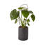 Terry Plant Stick