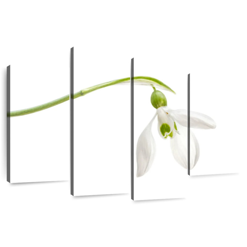 Harnek Elegant Snowdrop Flower