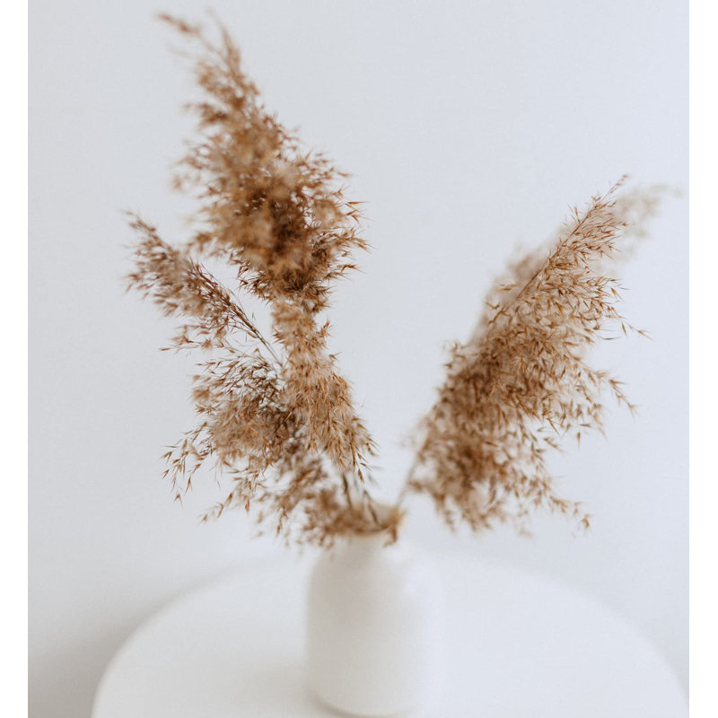 17'' Pampas Grass Plant