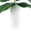 4-Foot Rubber Plant in Dotted White Metal Planter