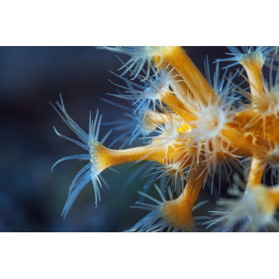 Sea Life par Ultramarinfoto