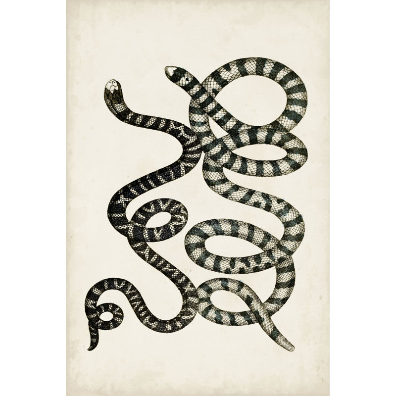 Antique Snakes VI - Art Prints, 122 cm H x 81 cm W, Black Floater Framed