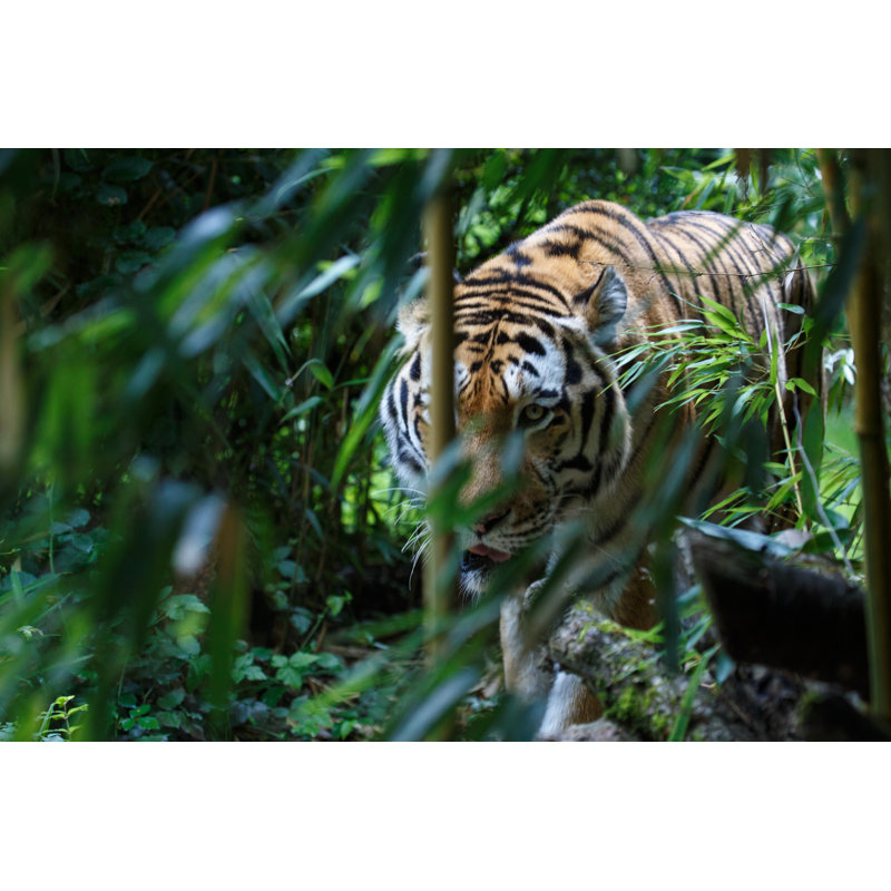 Siberian tiger 1 Piece Wrapped Canvas Wall Art, 81cm H x 122cm W