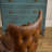 Tufted Button Back Barrel Chair With Nailhead