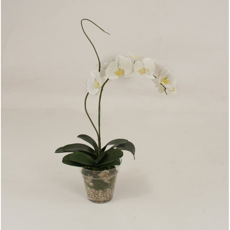 Polysilk Orchid Arrangement in Pot, Cream / White