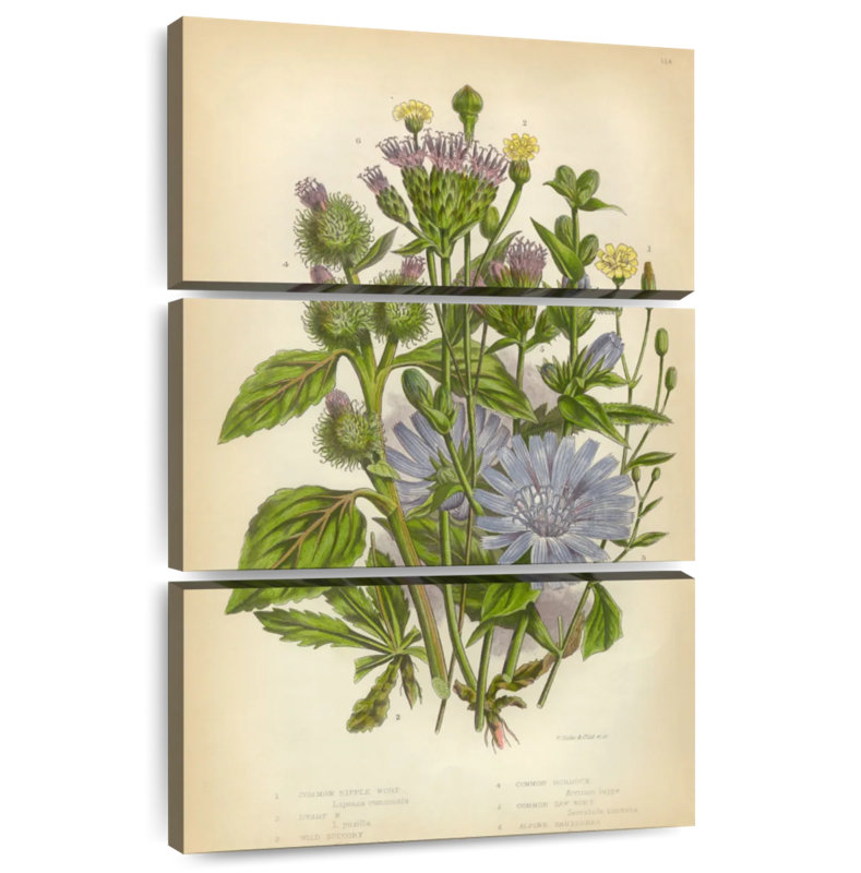 Harnek Victorian Flowering Plants