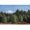 Christmas Tree Farm par Davealan