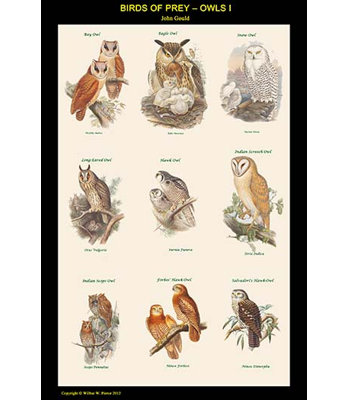 Impression d’art graphique, "birds of prey owls"
