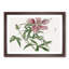 Praying Mantis & Pink Flower by Morimoto Toko - Framed Print-55768068-55768063