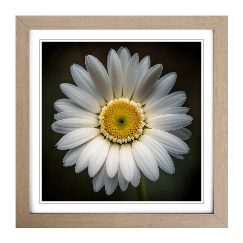 Daisy Photograph No.1 - Framed Print, Oak