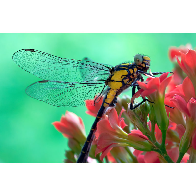 Ridgewell Dragonfly - Wrapped Canvas Print, 81cm H x 122cm W x 3.8cm D