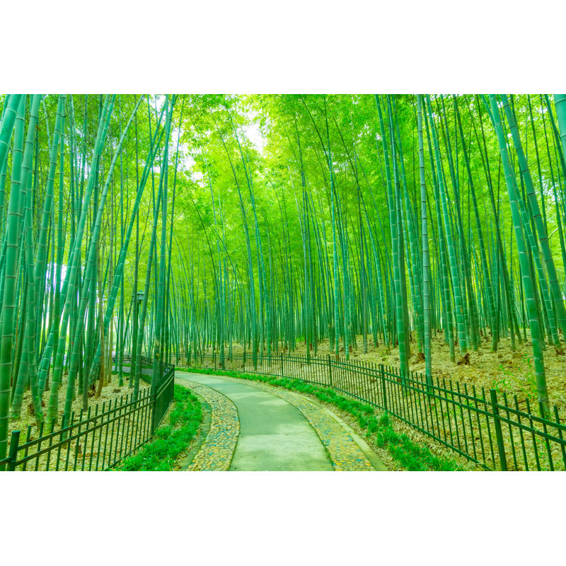 Bamboo - Wrapped Canvas Print, 30cm H x 46cm W