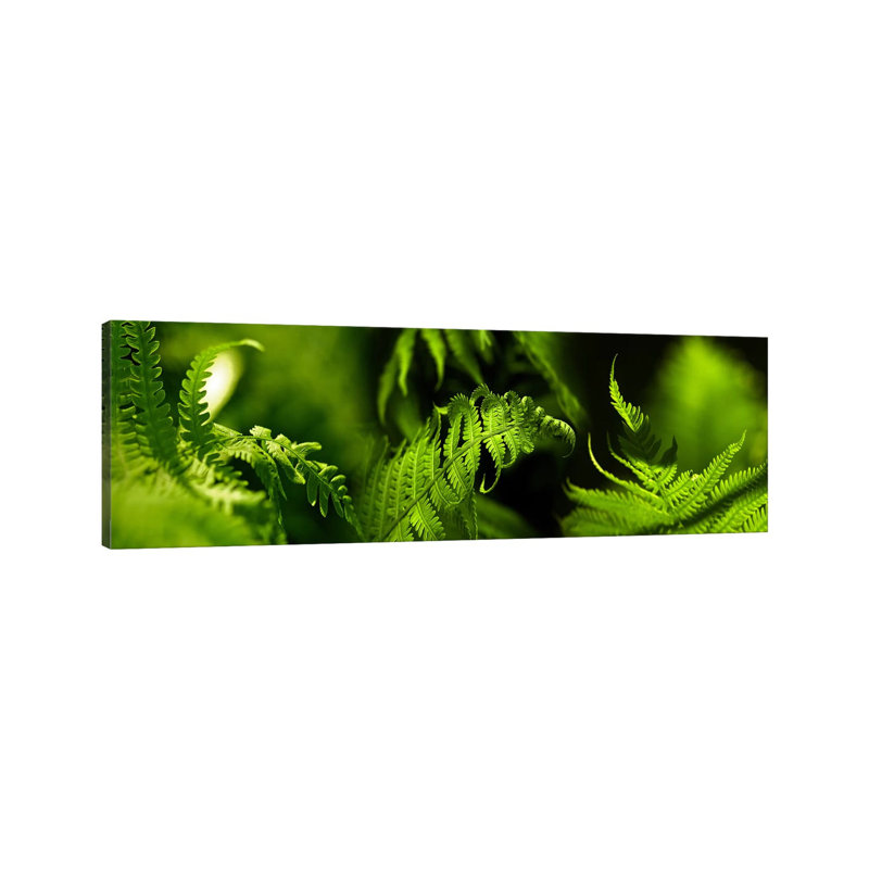 Fern - Wrapped Canvas Panoramic Print, 121.92 cm H x 40.64 cm W x 1.91 cm D