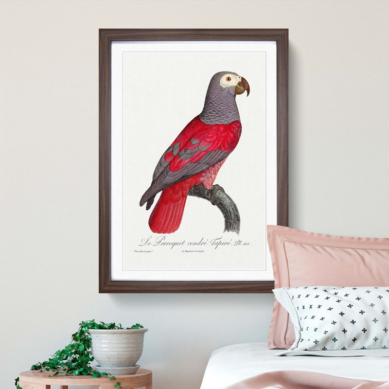 Grey Parrot by F. Levaillant - Picture Frame Painting Print, 65cm H x 48cm W x 2cm D, Walnut Framed