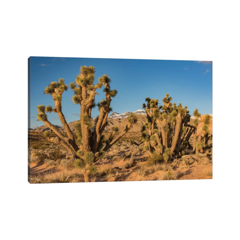 Joshua Trees In The Desert, Virgin Mountains, Gold Butte National Monument, Nevada by Jeff Foott - Wrapped Canvas Print