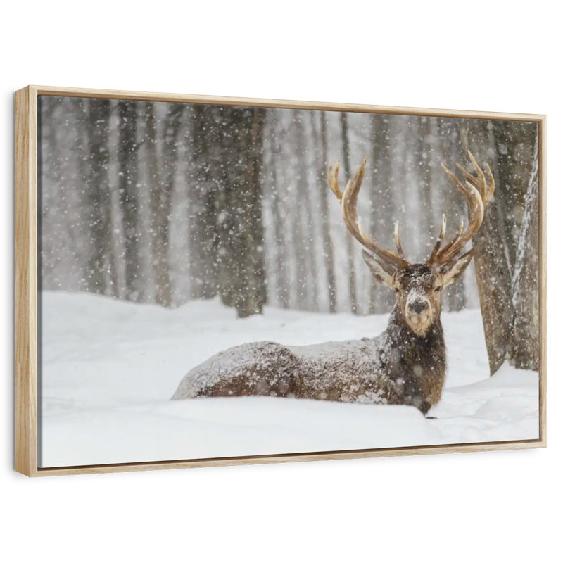 Wapiti recouvert de neige, Cadre flottant en bois naturel, 37 po x 25 po