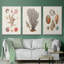 Knorr Shells & Coral I, ensemble de 3 toiles encadrées sur toile-97792422-97792427