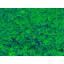 Forest Awakening Print by Drew Gaffney-65791187-65791189