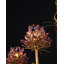 Marilee Chandelier-354568569-354568572-354568568