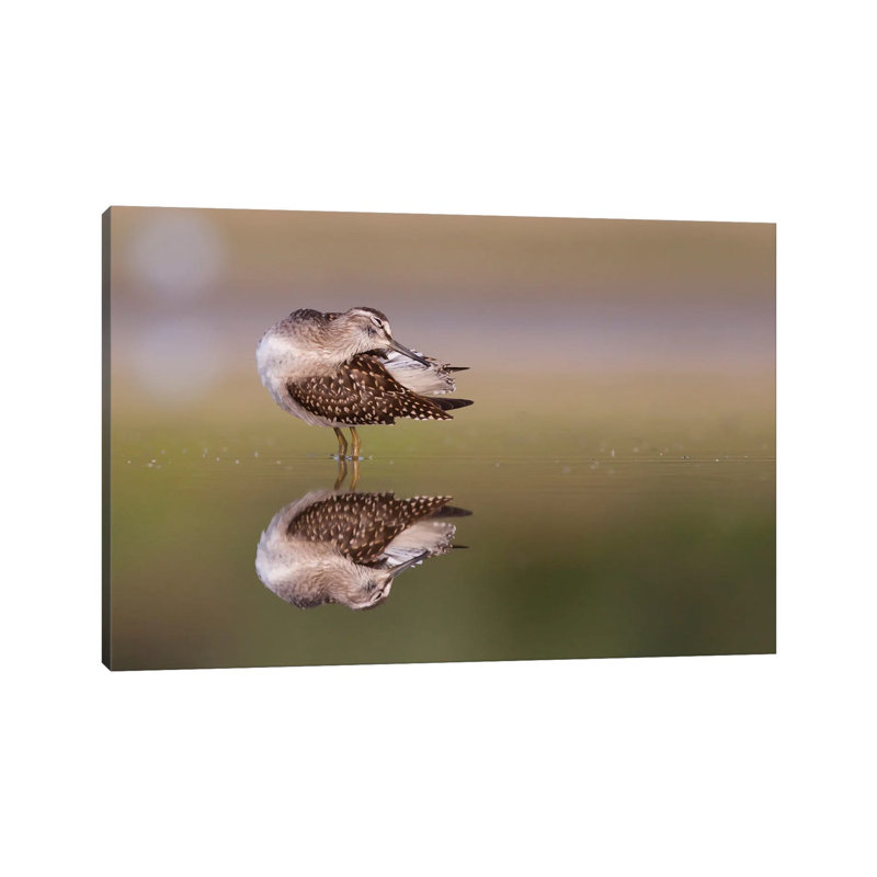 Preening 1 Piece Wrapped Canvas Wall Art, 66.04 cm H x 45.72 cm W x 1.91 cm D