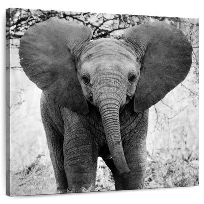 Brampt Funny Eared African Elephant