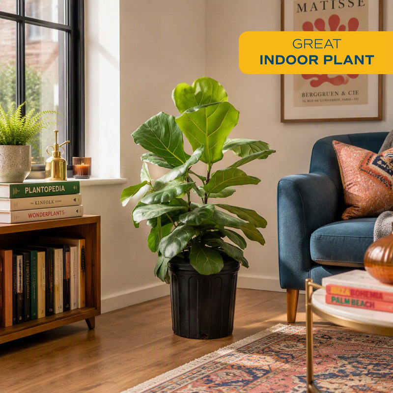 Live Fiddle Leaf Fig Plant in Nursery Pot, 22" H x 10" W x 10" D