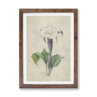 Daturas Flower by Pierre-Joseph Redoute - Framed Print