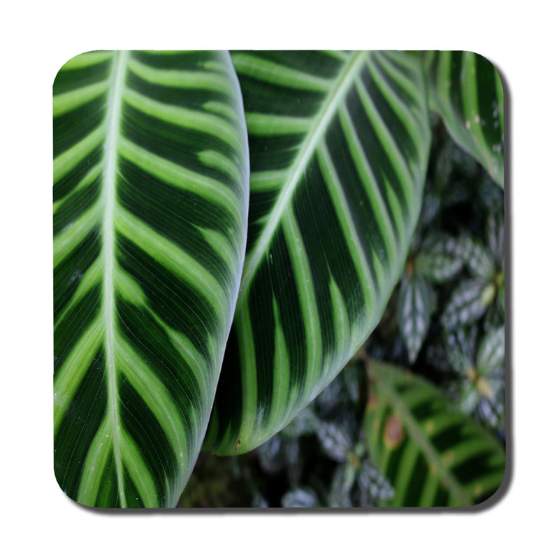 Douville Square 6 Piece Coaster Set
